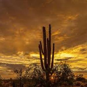 Cactus