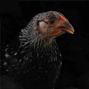 Screwed Up (Screwed) (Screwed)