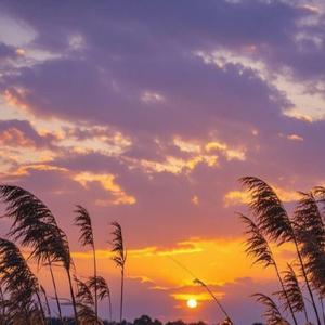 Petals Falling in Silence