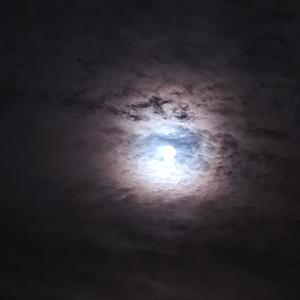 Det Er Svært At Være Rensdyr