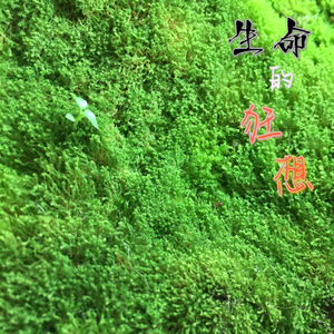 生命狂想（前半奏）.wav