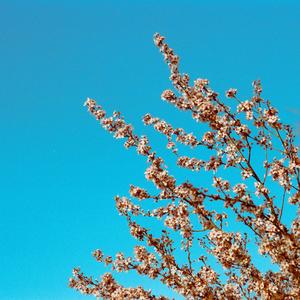 Bicycle (feat. Denison Witmer)