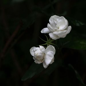 [Beat] '末利' | 中国民歌采样 Trap