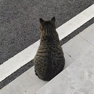 一直很安静(人淡如菊版)