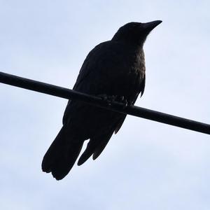 삼족오 — 태양의 진혼