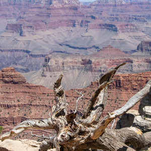 希望的灯塔（咖啡厅小提琴）