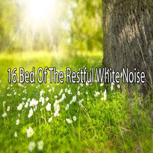 Nurtured Harmony Through Noise