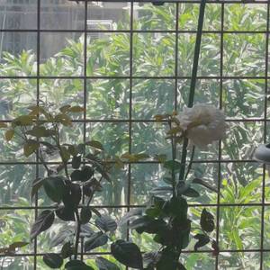 无尽空虚的歌 (3)