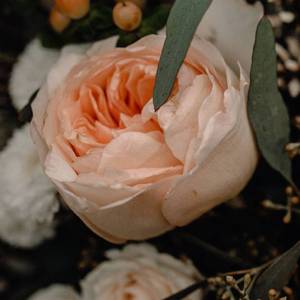 疏楼影（霹雳布袋戏疏楼龙宿同人歌）