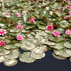 一点归鸿柯柯柯啊