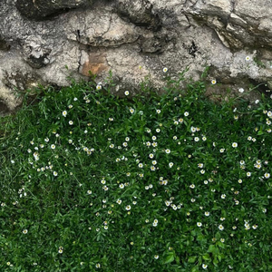 สดใส (feat. Kon master)