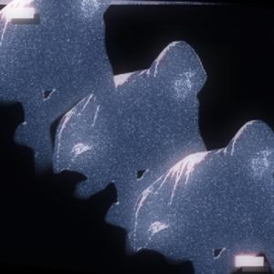 angel1cal_tr1ad (slowed)