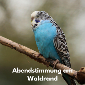 Abendstimmung am Waldrand