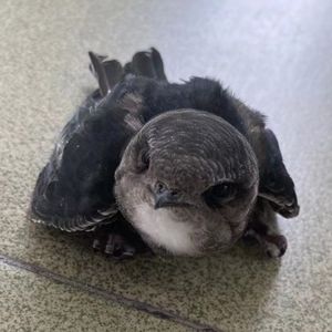 【合成器】楽園の翼（Naphaline remix）