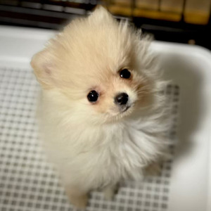 ポメラニアンのモコちゃんのうた (Short ver.)