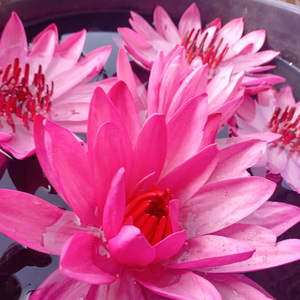 เพราะรู้อยู่แล้วว่าทุกข์