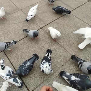 非玩家角色（cover：洛天依）