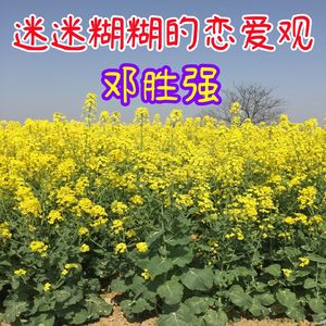 迷迷糊糊的恋爱观