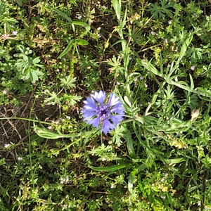 Poppy Seeds *TEASER*