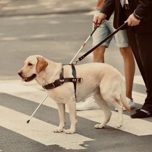 导盲犬会被机器狗取代吗