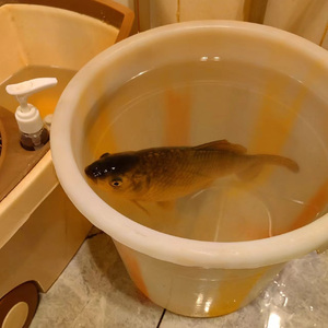 失败情歌（feat.ZTOA）非正式版 伴奏