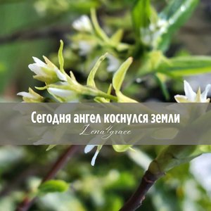 Сегодня ангел коснулся земли