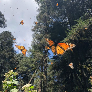 【顶级痛苦】"幻觉" Lil Tjay X RodWave Type Beat 2024