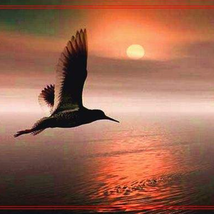 【FREE】“bird” emo/trap beat