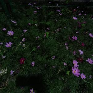 彭十六新歌（遇见一个你）