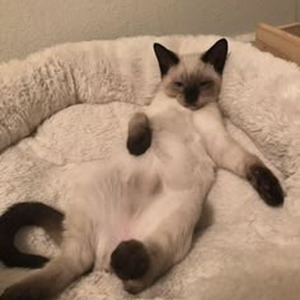 Promise Land (slowed)