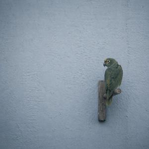 Perch