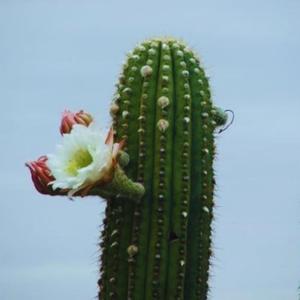 Vallista (Flor de cardon)