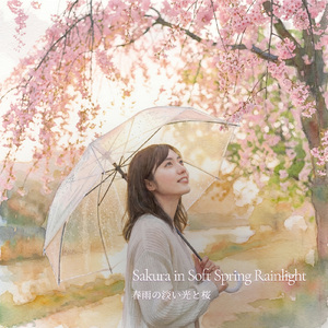 春雨の淡い光と桜