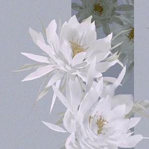 昙花一现雨及时（翻自 周深）
