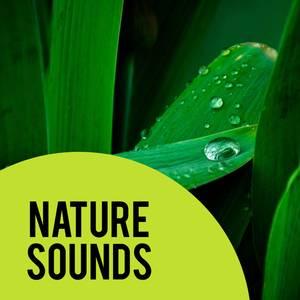 Dream Rain (Original Mix)