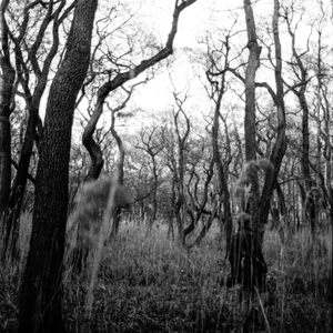 The Dreamer That Remains