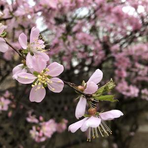 《桃花扇》词曲唱 赵鑫