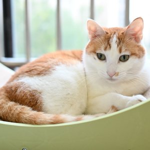 JOJO～世界是圆的