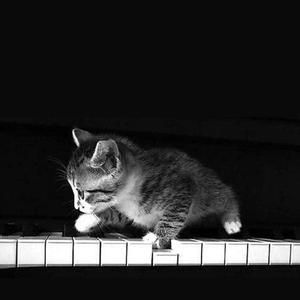 邻居家的猫爬到钢琴上走了一圈恰好被我录下来了