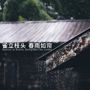 雀立枝头 春雨如帘