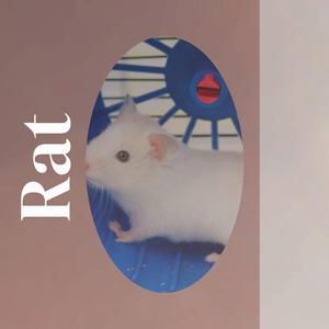 Rat