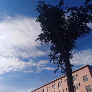 一朵（翻自 赵照）