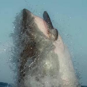 jaws (feat. 1sadboii)