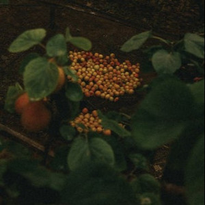 暗恋就像一颗颗的青梅果