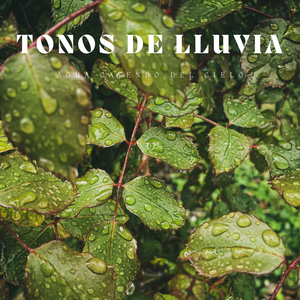 Lluvia En El Bosque