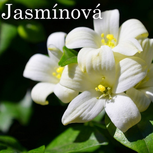 Jasmínová