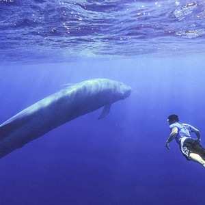 化身孤岛的鲸（cover 只佛）