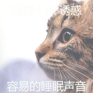 抚慰的小猫回忆