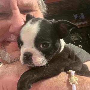 Advanced Puppy Therapy (The Mighty M.)