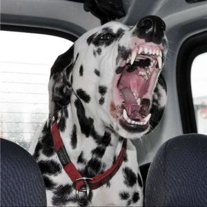 MUZZLE